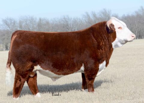 Herd Sires | Brumley Farms - Hereford Cattle Seedstock Ranch